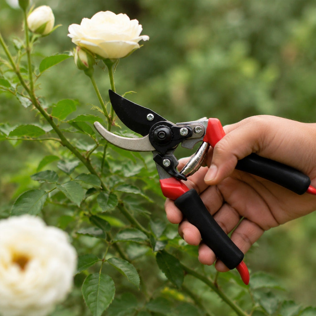 Bypass pruner cutting flower stem; black-red handles and stainless steel blade